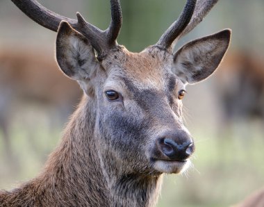  Kır evindeki parkta sürünün içinde kızıl geyik..
