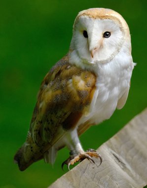 Kalp şeklinde yüz, devetüyü sırt ve kanat ve saf beyaz alt parçaları, peçeli baykuş bir ayırt edici ve çok sevilen kırsal kuştur. 