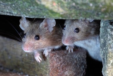Hayvan güvercini görünümlü güvercin şehir evlerinin bahçesinde yiyecek arıyor. Şehir evlerinin bahçesinde yiyecek arıyor..