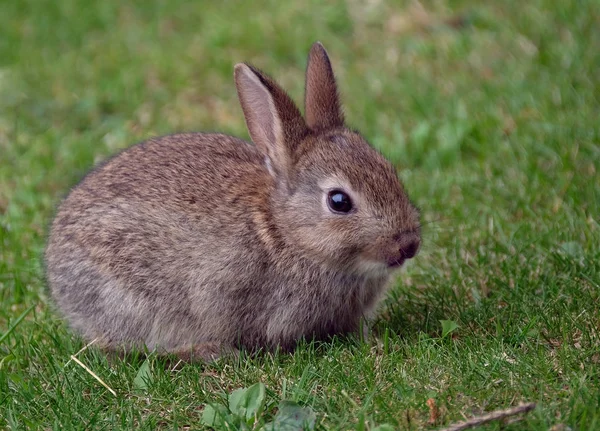 Wild rabbit resting in urban house garden sunshine.