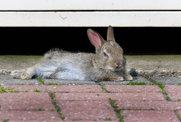 Wild rabbit resting in urban house garden sunshine.