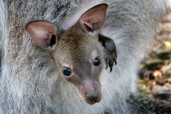 A wallaby is a small or mid-sized macropod native to Australia and New Guinea, with introduced populations in New Zealand, UK and other countries.