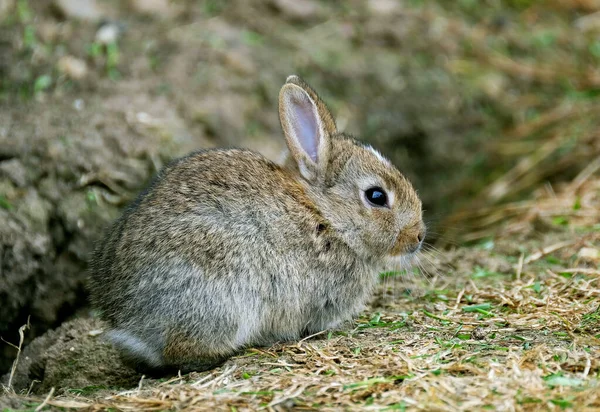 都会の家の庭で休んでいる野生のウサギ日光 — ストック写真