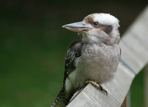 Kookaburras Son Pescadores Terrestres Del Género Dacelo Nativos Australia Nueva —  Fotos de Stock