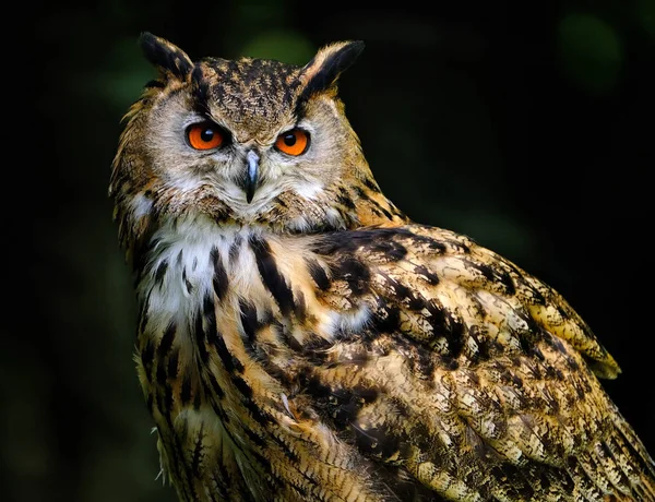 Eurasian eagle-owl is a species of eagle-owl that resides in much of Eurasia. It is also called the European eagle-owl and in Europe, it is occasionally abbreviated to just eagle-owl. It is one of the largest species of owl,