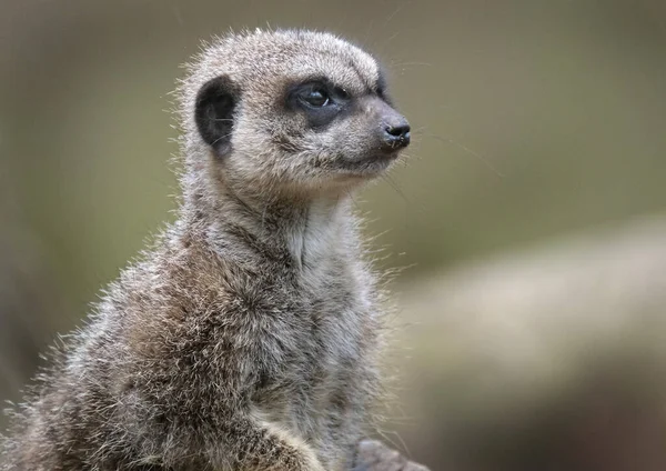 地元の動物園のエンクロージャ内の時計のMeerkat — ストック写真