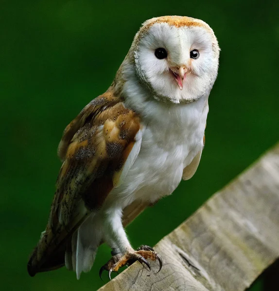 With heart-shaped face, buff back and wings and pure white underparts, the barn owl is a distinctive and much-loved countryside bird.