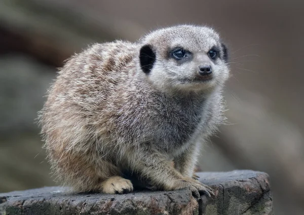 Meerkat Guardia Parque Zoológico Local Reino Unido Suricate Suricate Pequeño —  Fotos de Stock