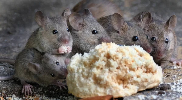Házi Egerek Városi Ház Kert Eszik Egy Kidobott Pogácsa — Stock Fotó