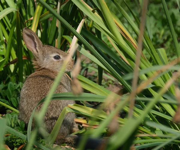 Common wild rabbit in urban house garden feeding on grass.