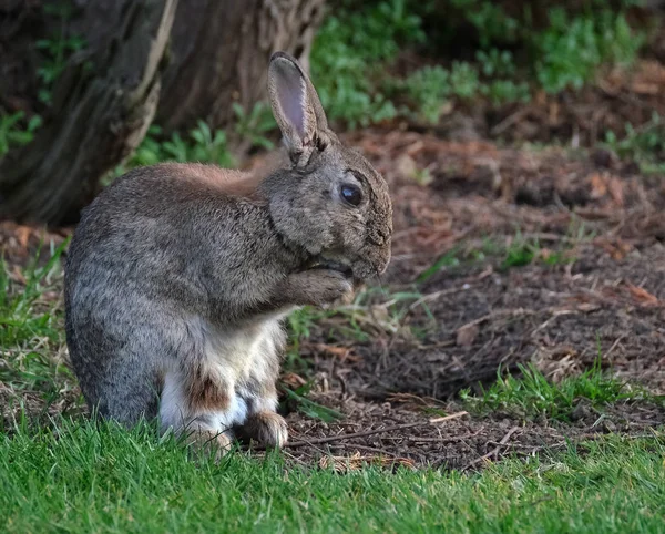 芝生の上で餌都市の家の庭で一般的な野生のウサギ — ストック写真