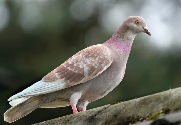 Verwilderte Taube Sucht Verwilderte Taube Sucht Nahrung Städtischen Hausgarten — Stockfoto