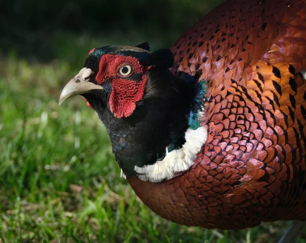 Faisan Mâle Les Faisans Sont Des Oiseaux Plusieurs Genres Sous — Photo