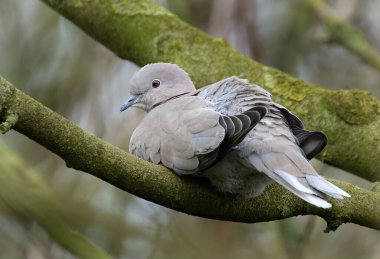 Avrasya yakalı güvercini, Avrupa ve Asya 'ya özgü bir güvercin türüdür.