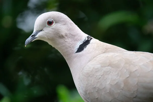 ユーラシア色の鳩は 北米に導入されているヨーロッパとアジアに生息する鳩の種です — ストック写真