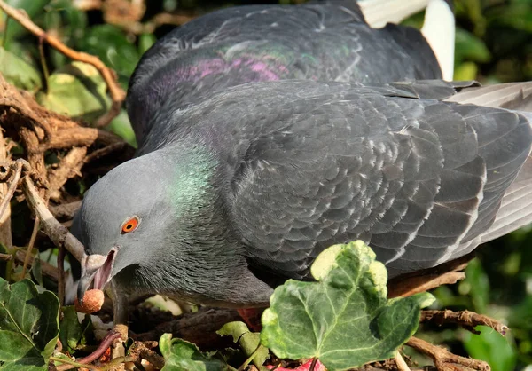 Les Pigeons Sauvages Aussi Appelés Colombes Ville Pigeons Ville Pigeons — Photo