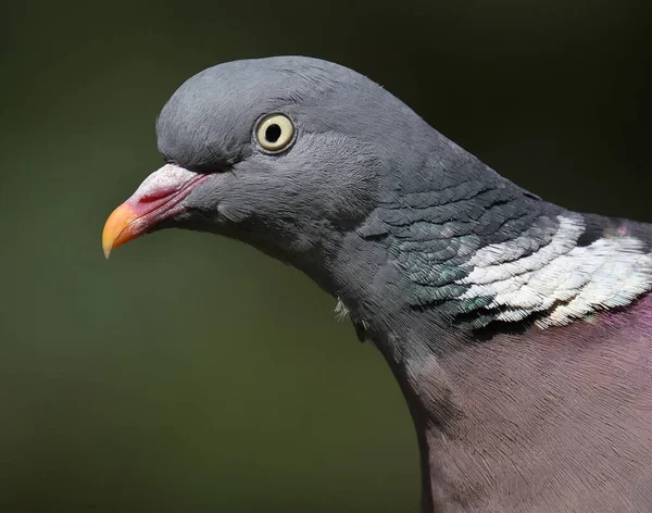 Pigeon Des Bois Est Une Espèce Famille Des Colombes Des — Photo