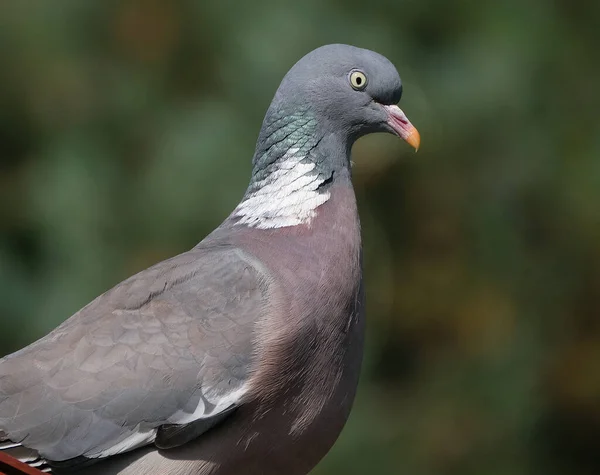 Den Vanliga Träduvan Stor Art Duv Och Duvfamiljen Den Tillhör — Stockfoto