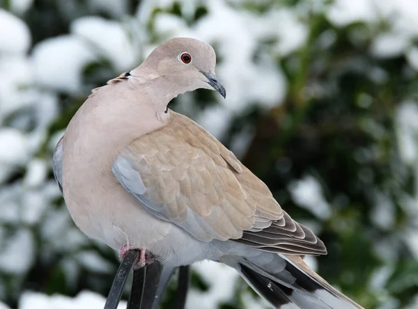 The Eurasian collared dove is a dove species native to Europe and Asia, which has been introduced to North America
