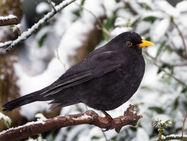 The common blackbird is a species of true thrush. It is also called Eurasian blackbird, or simply blackbird where this does not lead to confusion with a similar-looking local species. adult male in ice and snow.