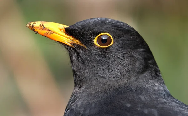 Zwykły Kos Jest Gatunkiem Pleśniawki Nazywany Jest Także Eurazjatyckim Blackbirdem — Zdjęcie stockowe