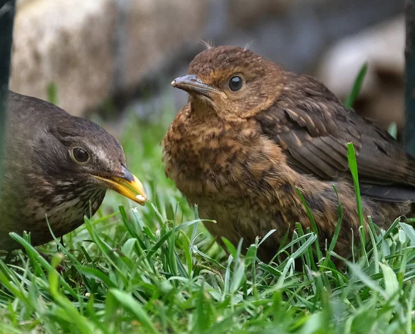 Die Gemeine Amsel Ist Eine Art Echter Drossel Sie Wird — Stockfoto