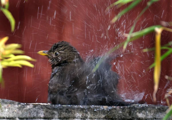 The common blackbird is a species of true thrush. It is also called Eurasian blackbird, or simply blackbird where this does not lead to confusion with a similar-looking local species. this bird is bathing.