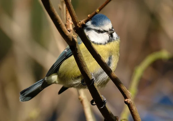 Paridae Una Especie Ave Paseriforme Familia Paridae Fácilmente Reconocible Por —  Fotos de Stock