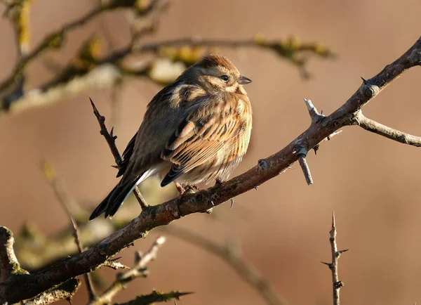 Fringillidae Uma Espécie Ave Família Fringillidae Ela Deriva Seu Nome — Fotografia de Stock