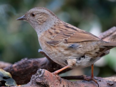 Dunnock, Orta Avrupa 'da ve Asya' da bulunan küçük bir kuş türüdür.. 