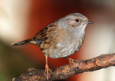 Dunnock, Orta Avrupa 'da ve Asya' da bulunan küçük bir kuş türüdür.. 