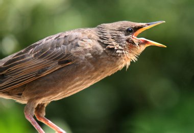 Sığırcıklar Uk 'ta göze çarpar ve yaygındır. İskoçya' nın en yüksek bölgeleri hariç her yerde yaşarlar. Bu olgunlaşmamış bir kuş..