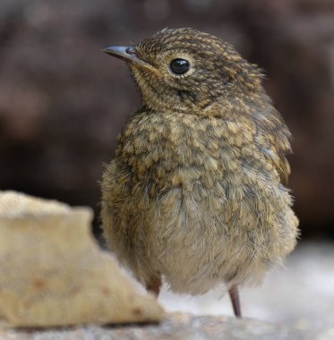 İngiliz Adaları 'nda nar bülbülü ya da nar bülbülü olarak bilinen Avrupa bülbülü, yoldan geçen küçük bir böcek kuşudur.,