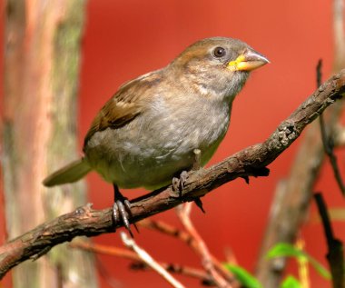 Ağaç serçesi, Serçe familyasından dünyanın birçok yerinde bulunan bir kuş türü. Tipik uzunluğu 16 cm ve kütlesi 2439.5 g olan küçük bir kuştur.. 