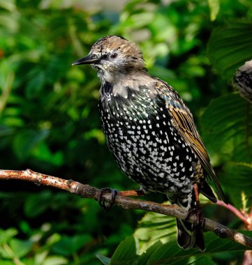 Sığırcıklar İngiltere 'de göze çarpar ve yaygındır. İskoçya' nın en yüksek bölgeleri hariç her yerde yaşarlar..