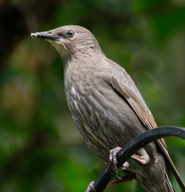 Sığırcıklar İngiltere 'de göze çarpar ve yaygındır. İskoçya' nın en yüksek bölgeleri hariç her yerde yaşarlar..