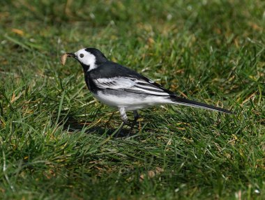 Beyaz kuyruk, Motacillidae familyasından küçük bir kuş türü olup pipit ve uzun pençeleri de içerir.. 