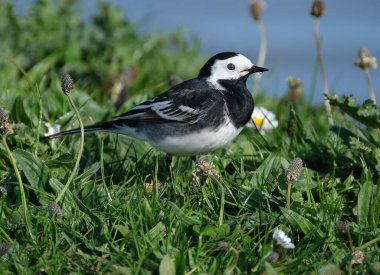 Beyaz kuyruk, Motacillidae familyasından küçük bir kuş türü olup pipit ve uzun pençeleri de içerir.. 