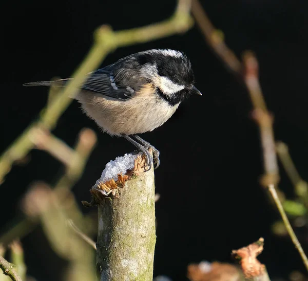 Paridae Una Especie Ave Paseriforme Familia Paridae Extenso Común Criador —  Fotos de Stock