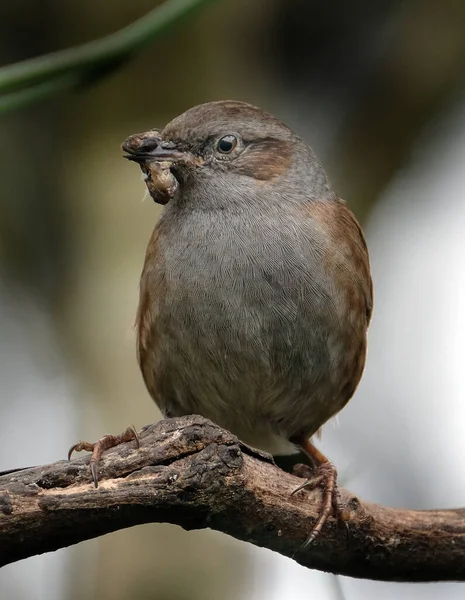 Dunnock Est Petit Passereau Oiseau Perché Que Trouve Dans Toute — Photo