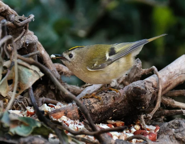 Crista Dourada Uma Ave Passeriforme Muito Pequena Família Kinglet Suas — Fotografia de Stock