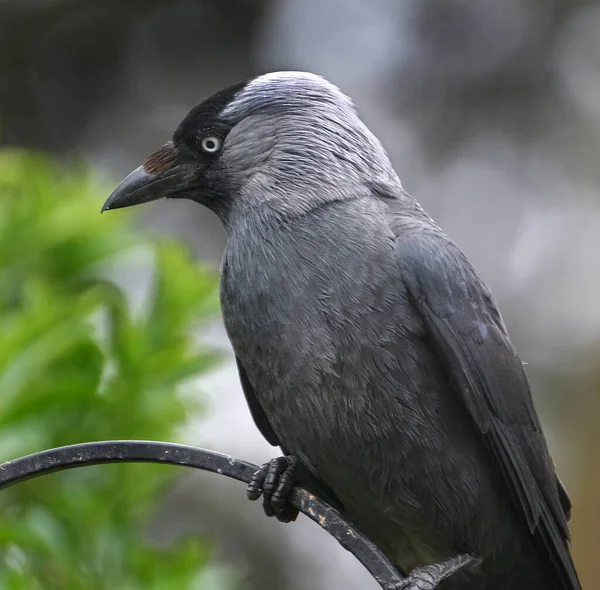 Západní Jackdaw Také Známý Jako Euroasijský Jackdaw Evropský Jackdaw Nebo — Stock fotografie