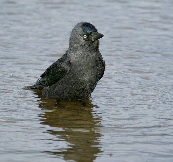 Západní Jackdaw Také Známý Jako Euroasijský Jackdaw Evropský Jackdaw Nebo — Stock fotografie