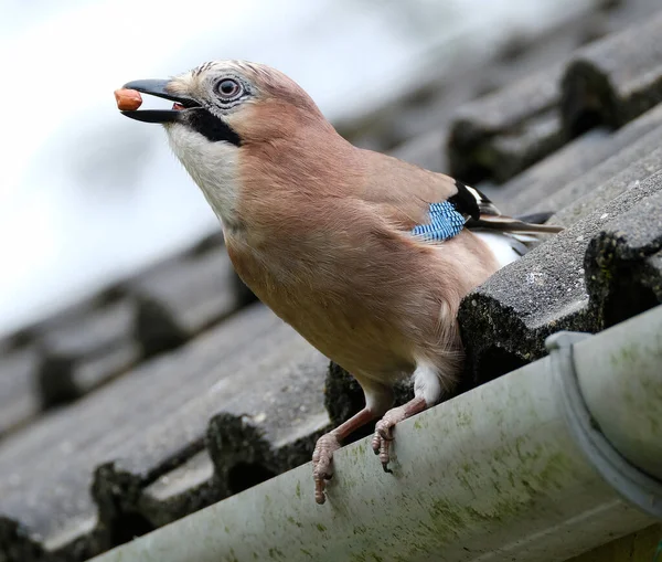 Джеї Кілька Видів Середніх Розмірів Правило Барвистих Шумних Перехожих Птахів — стокове фото