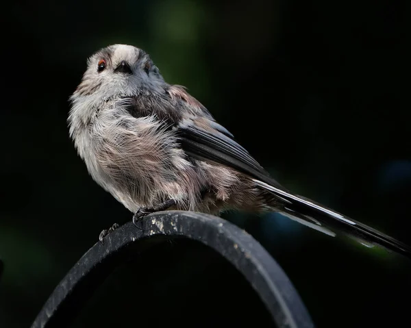 The long-tailed tit or long-tailed bushtit, occasionally referred to as the silver-throated tit or silver-throated dasher, is a common bird found throughout Europe and Asia.