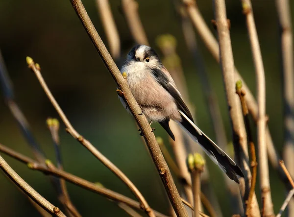 The long-tailed tit or long-tailed bushtit, occasionally referred to as the silver-throated tit or silver-throated dasher, is a common bird found throughout Europe and Asia.