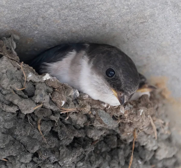 The common house martin, sometimes called the northern house martin or, particularly in Europe, just house martin, is a migratory passerine bird of the swallow family which breeds in Europe, north Africa and temperate Asia.