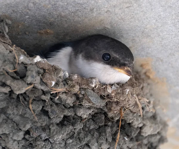 The common house martin, sometimes called the northern house martin or, particularly in Europe, just house martin, is a migratory passerine bird of the swallow family which breeds in Europe, north Africa and temperate Asia.