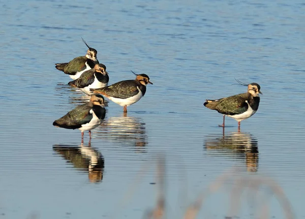 Der Nördliche Kiebitz Auch Als Peewit Oder Pewit Tuit Oder — Stockfoto