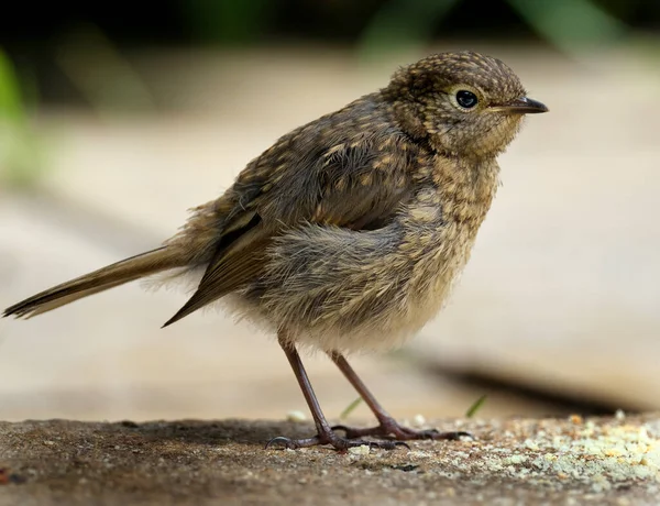 Robin Europeu Conhecido Simplesmente Como Robin Robin Redbreast Nas Ilhas — Fotografia de Stock